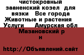 чистокровный зааненский козел  для вязки - Все города Животные и растения » Услуги   . Амурская обл.,Мазановский р-н